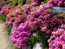 Seolbongho Flowers in Icheon