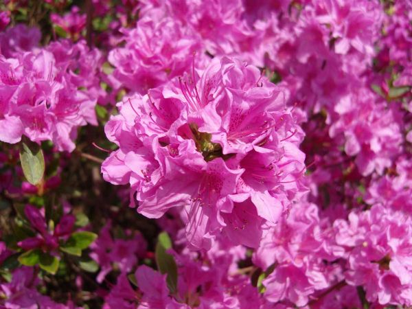 Flowers at Changdeokgung