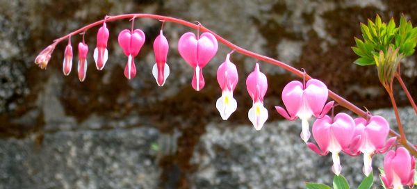 Heart Shaped Flowers Budding at Changdeokgung