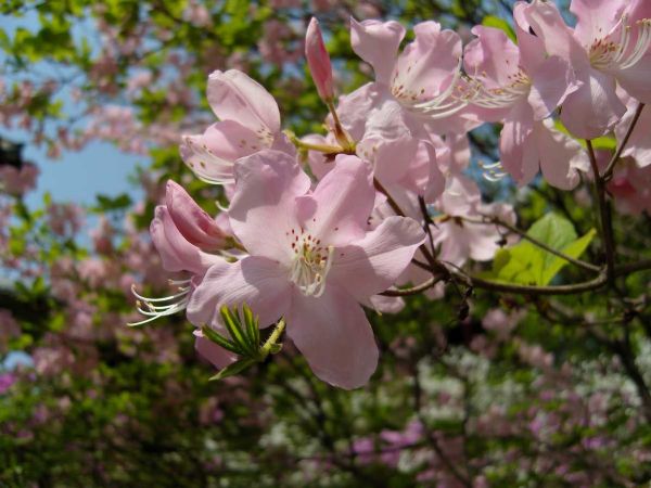 Flowers at Changdeokgung - Near Juhamnu