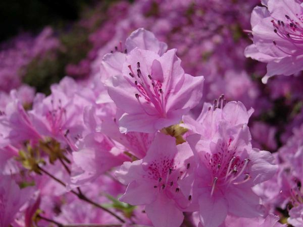 Flowers at Changdeokgung