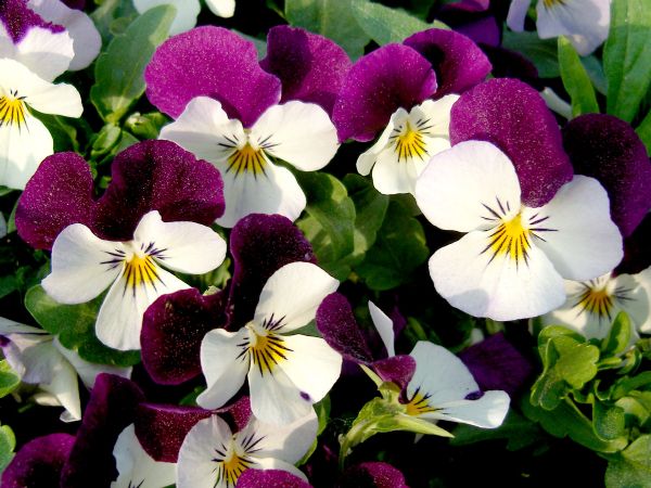 Icheon Purple and White Flowers